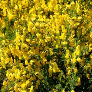 

Ракитник Луна