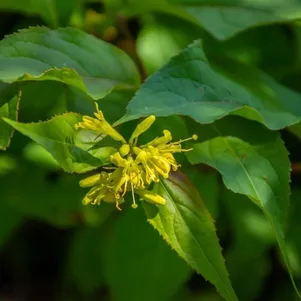 

Диервилла Дилон