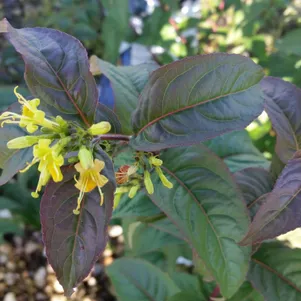 

Диервилла Батерфляй сидячелистная