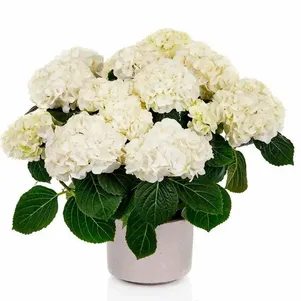 

Гортензия Хай Кристал Пэлас крупнолистная