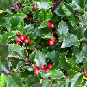 

Падуб Мезерва Блю Мейд