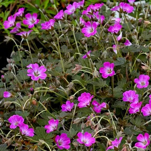 

Герань Таня Рендел