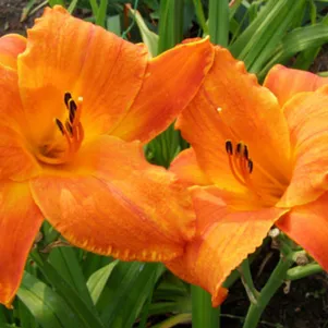 

Лилейник Хот Вайр