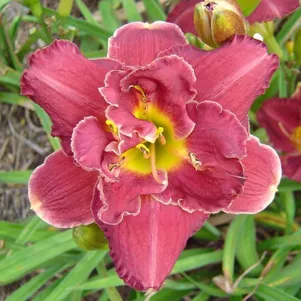 

Лилейник Мерло Руж