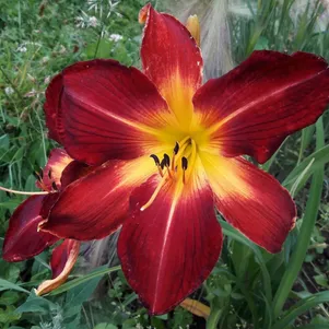 

Лилейник Ред Меджик