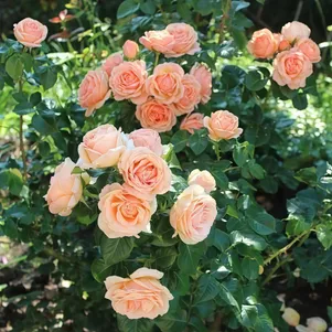 

Роза Йорс ин Континуед Френдшип