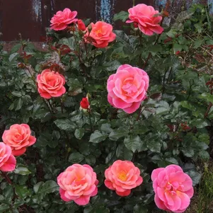 

Роза Мелюзина