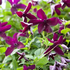 

Клематис Блэк Принц крупноцветковый (3)