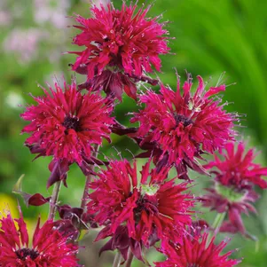 

Монарда Кардинал