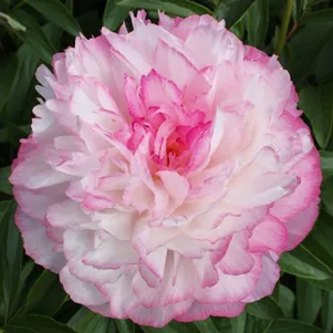 

Пион Джокер