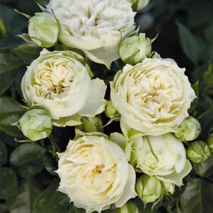 

Роза Вейдинг Пиано