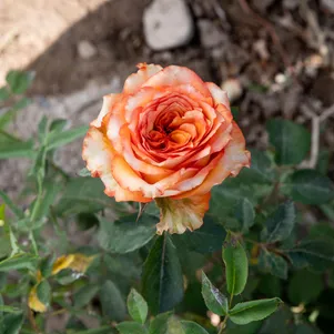 

Роза Каралуна