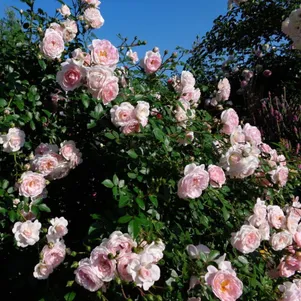 

Роза Сабрина