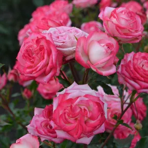 

Роза Сафина спрей