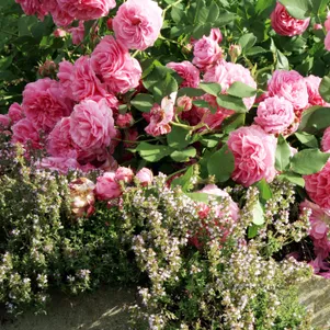 

Роза Луиза Одье