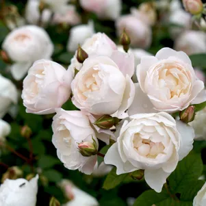 

Роза Дездемона кустарниковая