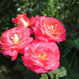 

Роза Декор Арлекин шраб