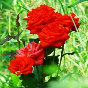 

Роза Корвет чайно-гибридная