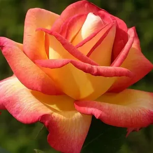 

Роза Утопия чайно-гибридная