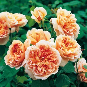 

Роза Ти Клипер