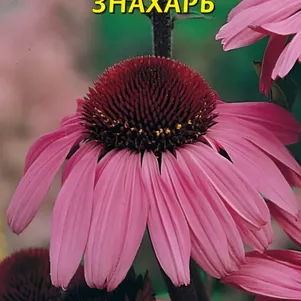 

Эхинацея Знахарь 0,3 г, Плазменные семена