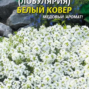 

Алиссум (Лобулярия) Белый ковер 0,24 г, Плазменные семена