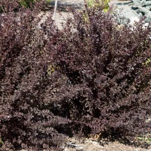 

Пузыреплодник Литл Девил