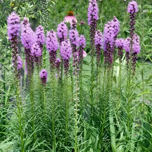 

Лиатрис Флористан Виолет колосковый