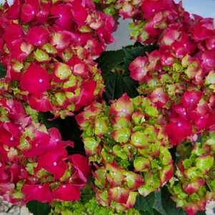 

Гортензия Хай Файр крупнолистная (макрофила)