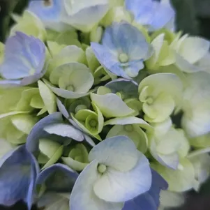 

Гортензия Хай Ривер крупнолистная (макрофила)