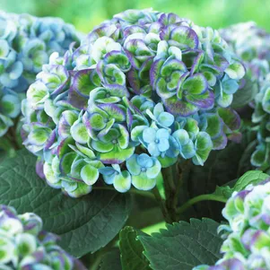 

Гортензия Мэджикал Революшен крупнолистная