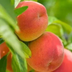 

Персик Медовый колоновидный