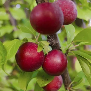 

Слива Блю Свит колоновидная