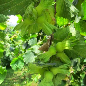 

Фундук Первенец