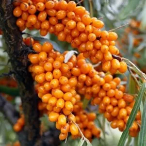 

Облепиха Августина женская