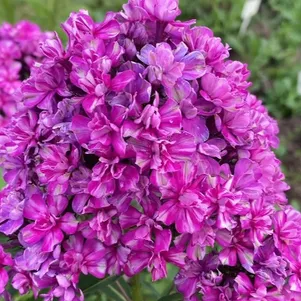 

Флокс Квазимодо метельчатый