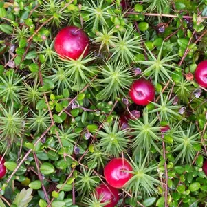 

Клюква обыкновенная