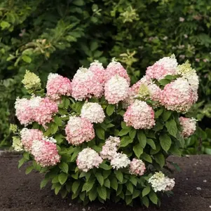 

Гортензия Колорфул Коктейль метельчатая