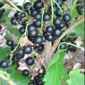 

Смородина Нина сладкая черная