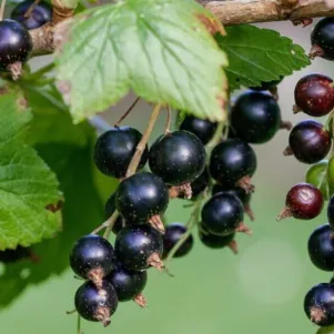 

Смородина Александрина черная