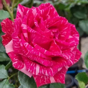 

Роза Пинк Интуишн чайно-гибридная