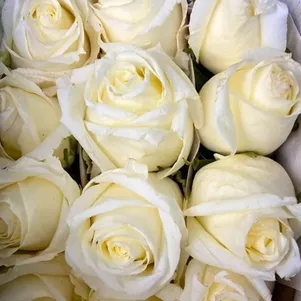 

Роза Белый шоколад чайно-гибридная