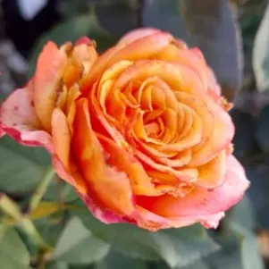 

Роза Ла Вилла Котта шраб