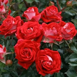 

Роза Руби Стар спрей