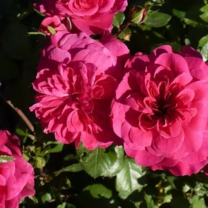 

Роза Сангрия флорибунда