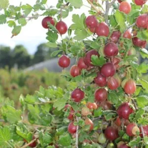 

Крыжовник Надежный слабошипованный ранний