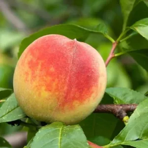 

Персик Августовский