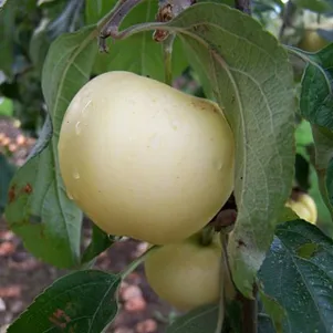 

Яблоня Кальвиль снежный