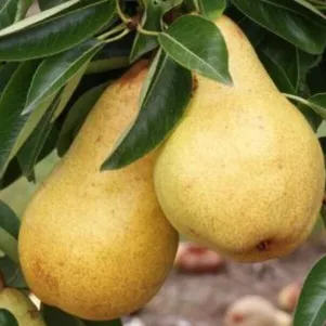 

Груша Декора колоновидная