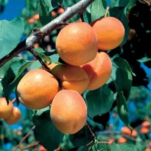 

Абрикос Оренбургский